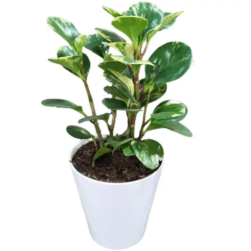 Planta peperomia